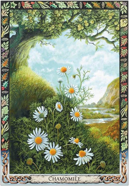 The Druid Plant Oracle Philip Carr Gomm Stephanie Carr Gomm The Druid Plant Oracle Philip Carr Gomm Stephanie Carr Gomm