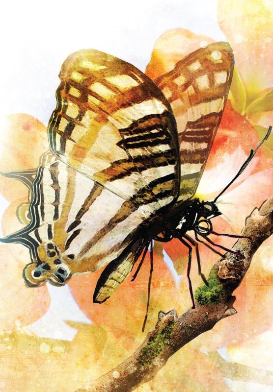 Butterfly Transformations, Alana Fairchild