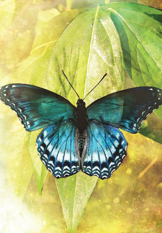 Butterfly Transformations, Alana Fairchild