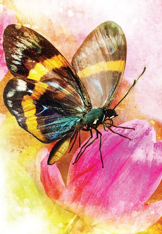 Butterfly Transformations, Alana Fairchild