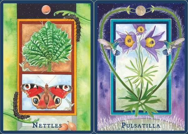 Plant Spirits Oracle, Laura Aversano 4