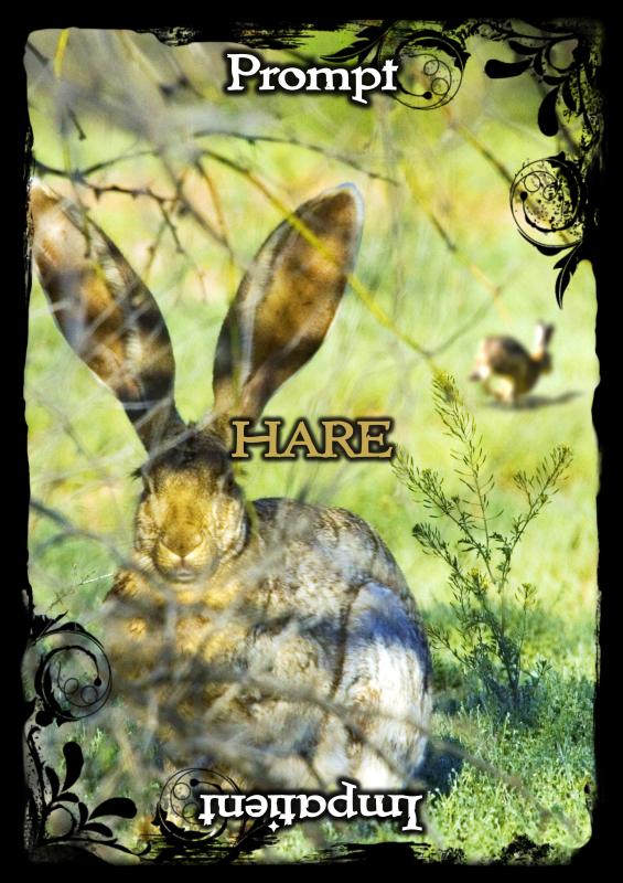 Animal Guidance & Aspects Oracle Cards